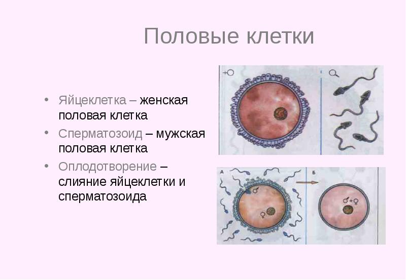 Процесс слияния мужской и женской половых клеток