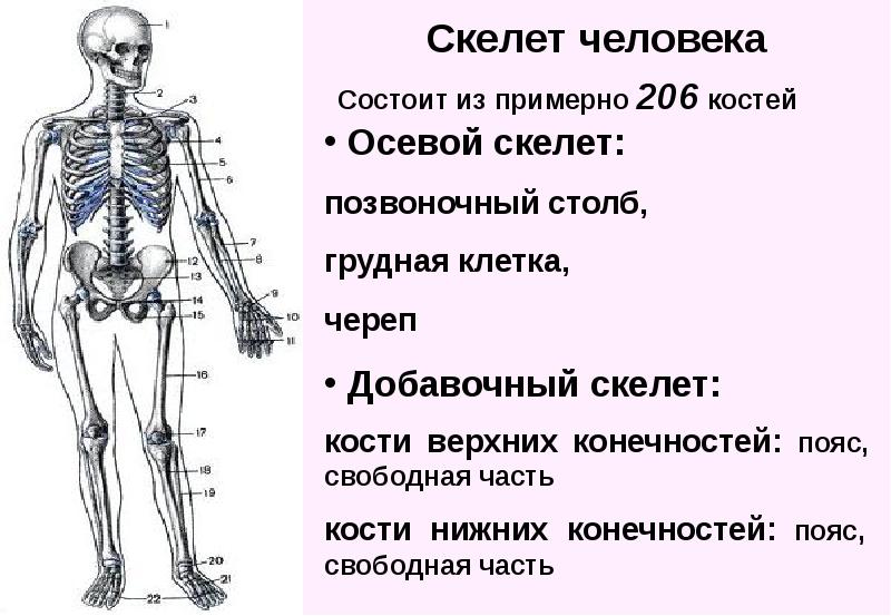 Сколько костей. Осевой скелет человека анатомия. Осевой скелет состоит из скольки костей. Схема анатомического строения осевого скелета. Отделы скелета осевой и добавочный скелет.