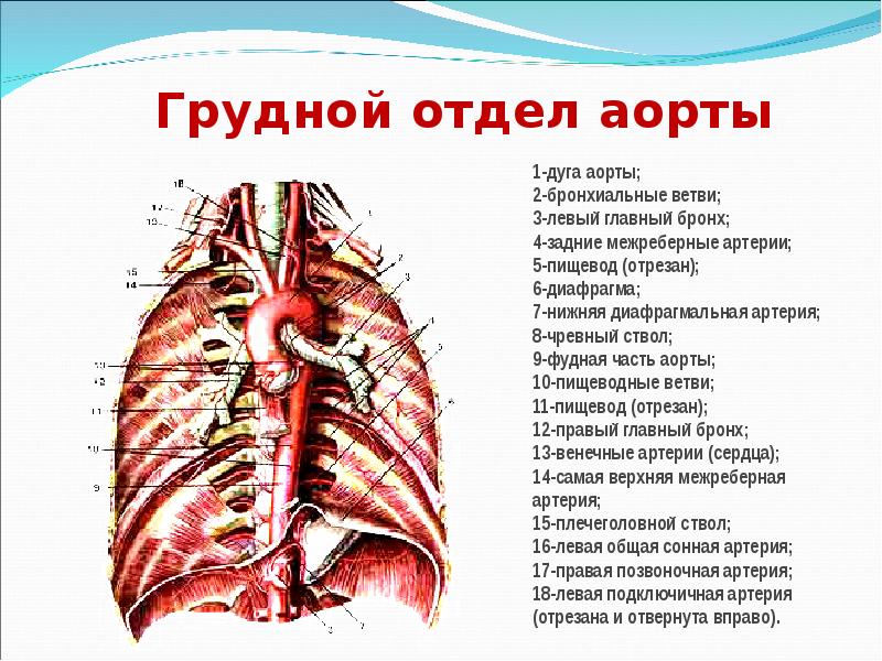 Грудная часть аорты анатомия. Топографическая анатомия грудного отдела аорты. Бронхиальные ветви грудной части аорты. Висцеральные ветви грудной части аорты.