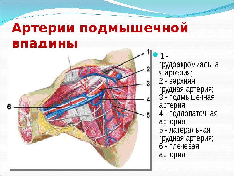 Верхняя грудная артерия