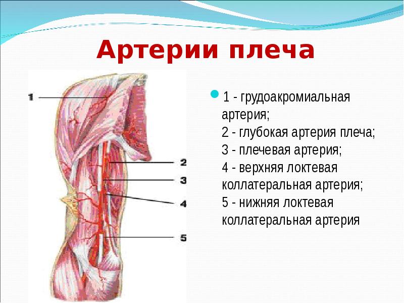 Ветви плечевой артерии схема