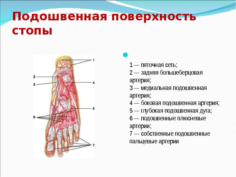 Основные артерии стопы. Тыльная артерия стопы анатомия. Подошвенные дуги анатомия. Медиальная и латеральная подошвенные артерии. Подошвенные плюсневые артерии.