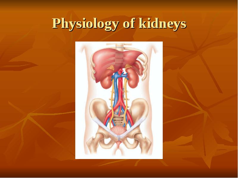 Physiology of kidneys