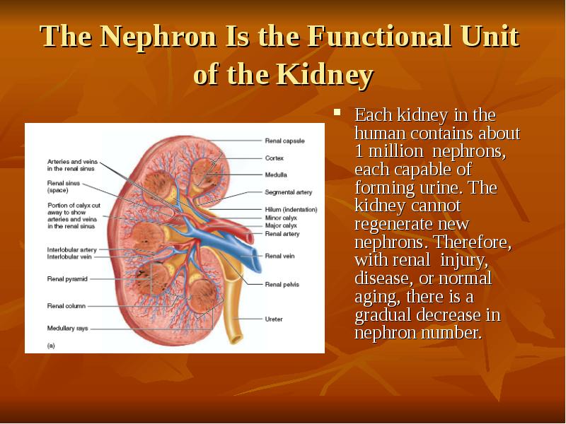 The Nephron Is the Functional Unit  of the Kidney Each