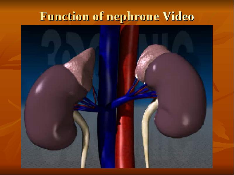Function of nephrone Video