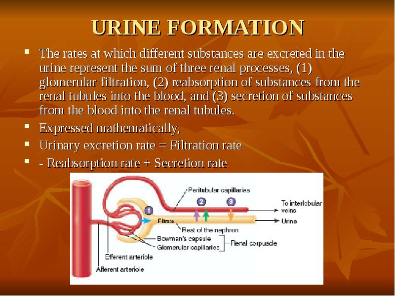URINE FORMATION The rates at which different substances are excreted in