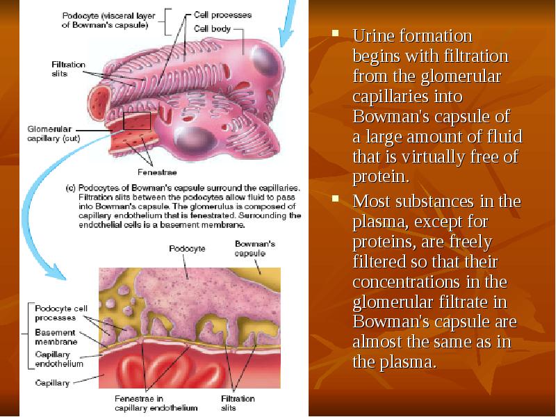 Urine formation begins with filtration from the glomerular capillaries into Bowman's