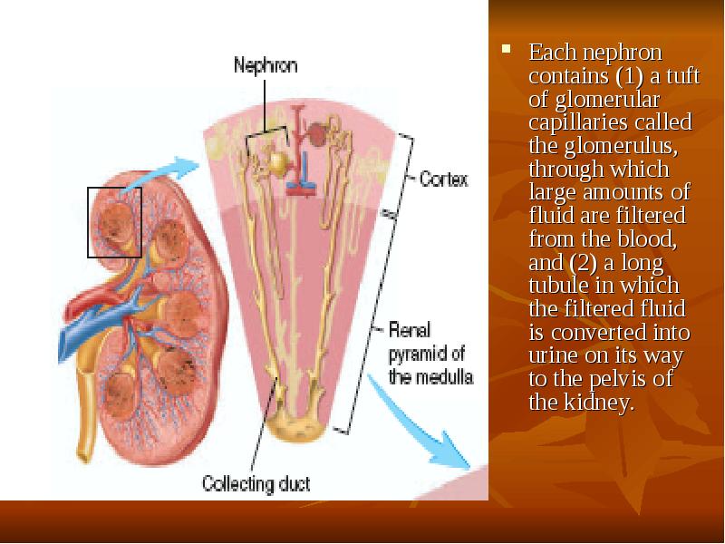 Each nephron contains (1) a tuft of glomerular capillaries called the