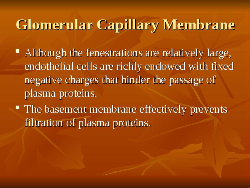 Glomerular Capillary Membrane Although the fenestrations are relatively large, endothelial cells