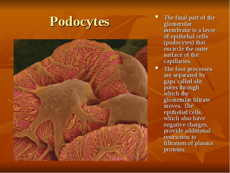 Podocytes The final part of the glomerular membrane is a layer