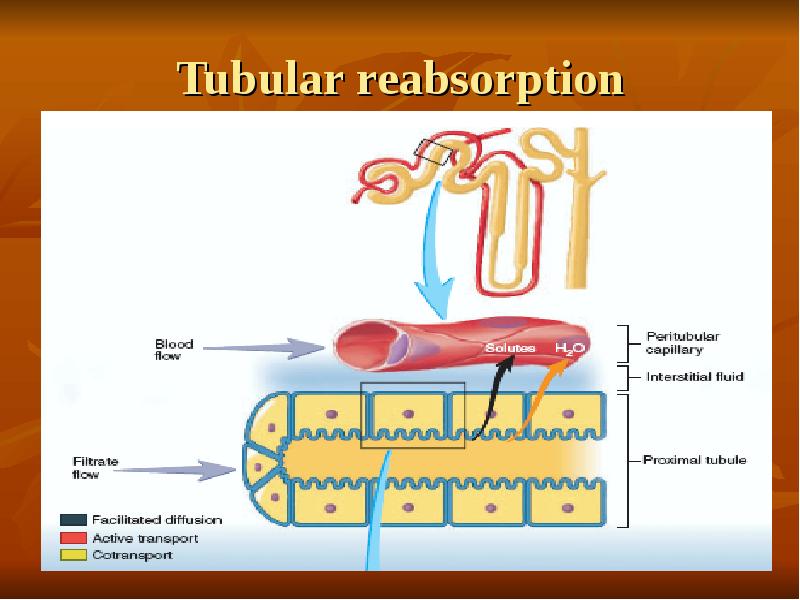 Tubular reabsorption