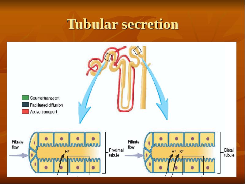 Tubular secretion