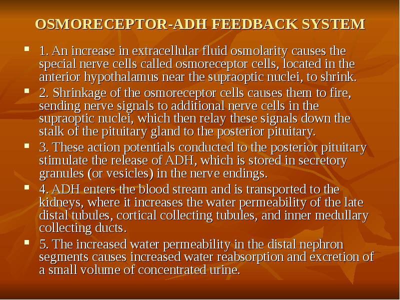 OSMORECEPTOR-ADH FEEDBACK SYSTEM 1. An increase in extracellular fluid osmolarity causes