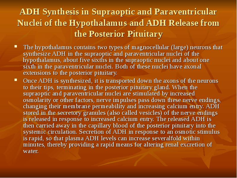 ADH Synthesis in Supraoptic and Paraventricular Nuclei of the Hypothalamus and