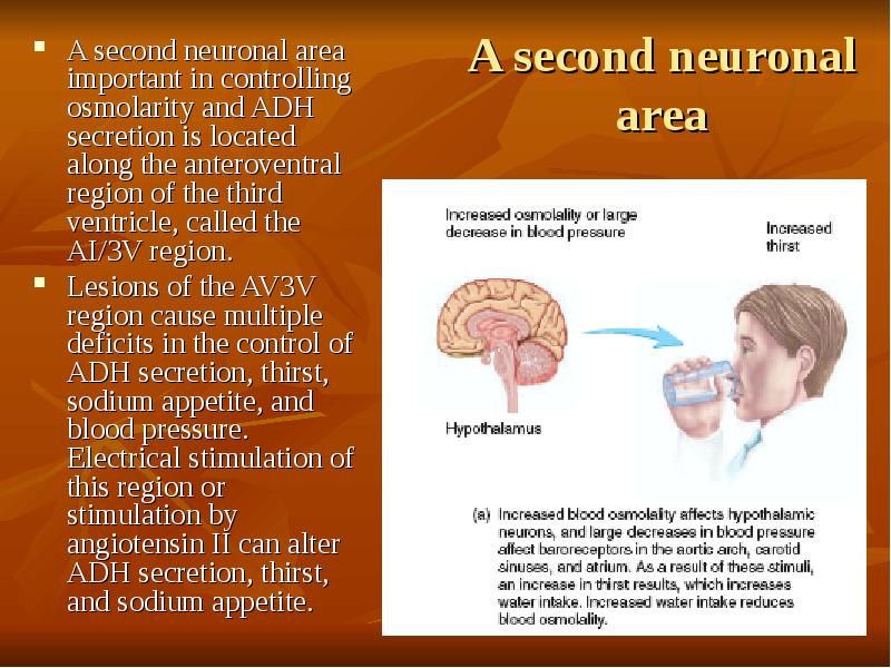 A second neuronal area A second neuronal area important in controlling