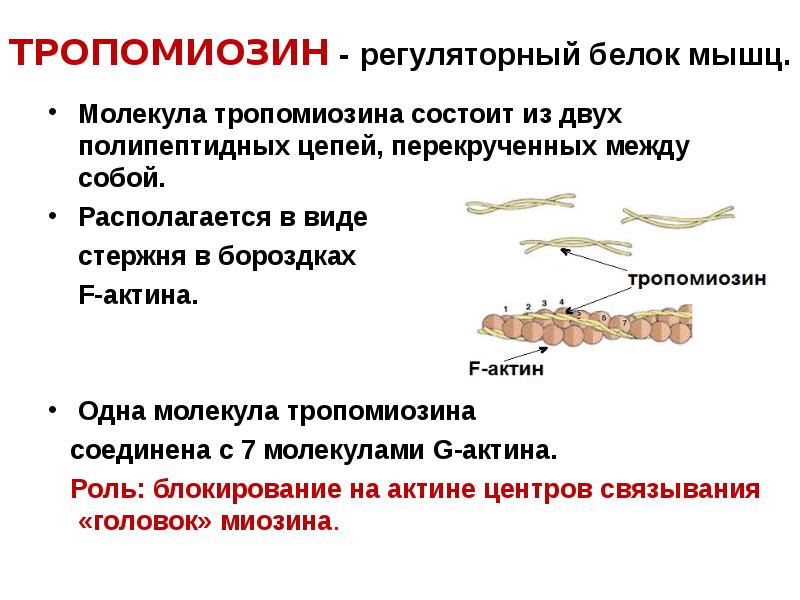 Основные свойства мышечной ткани. Функции актина биохимия. Тропомиозин актин. Биохимия мышечной ткани. Белки мышечной ткани.