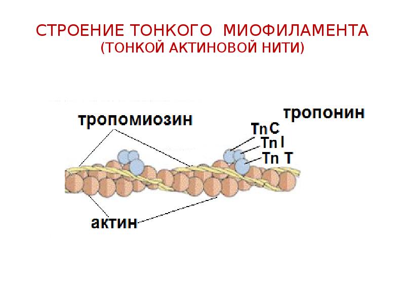 Биохимия мышц презентация