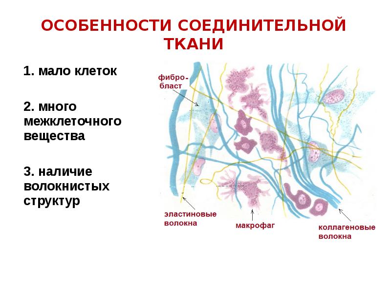 Особенности волокнистой соединительной ткани