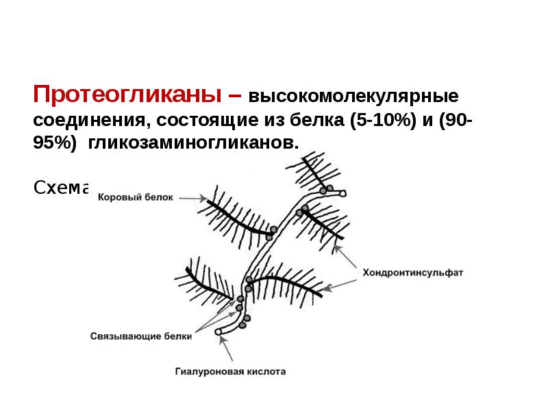 Протеогликаны