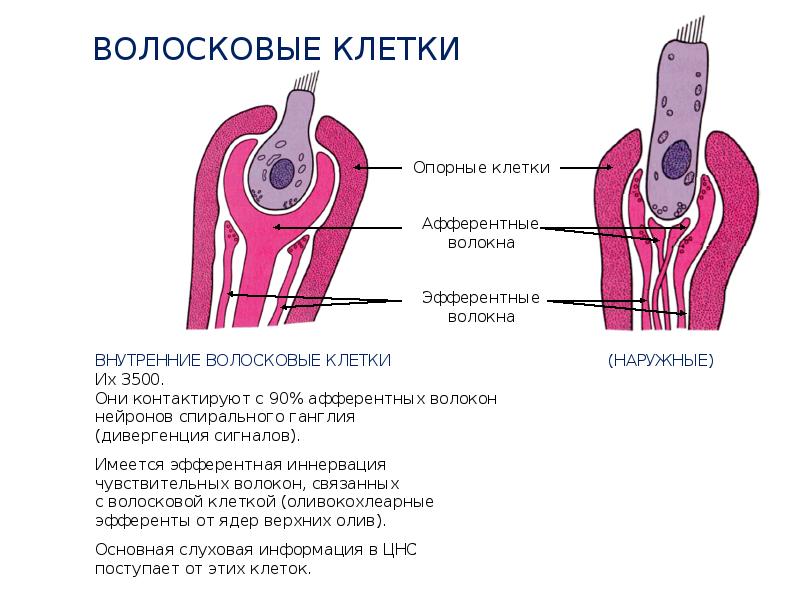 Волосковые клетки в ухе. Волосковая клетка внутреннего уха строение. Строение уха волосковые клетки. Волосковые клетки спирального органа. Волосковые клетки уха функции.