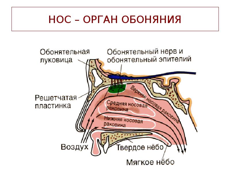 Ухо внутри фото строение