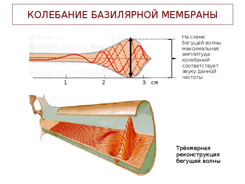 Колебания мембраны