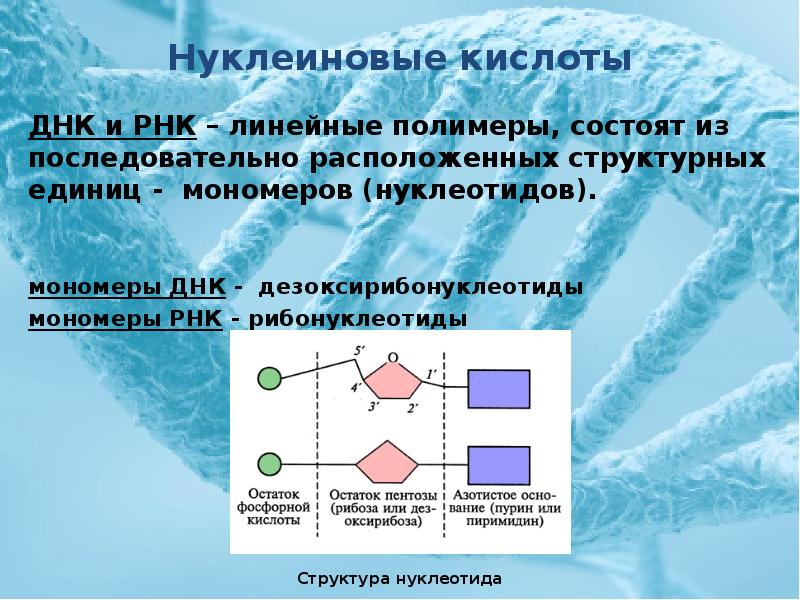 Код нуклеиновых кислот. Нуклеиновые кислоты ДНК. Нуклеиновые кислоты ДНК И РНК. Нуклеиновые кислоты полимеры состоящие из мономеров. Строение мономеров нуклеиновых кислот.