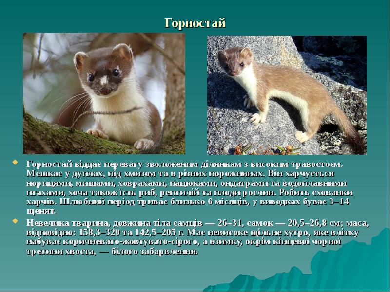 Горностай Горностай віддає перевагу зволоженим ділянкам з високим травостоєм. Мешкає у