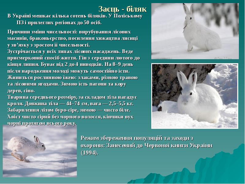 Заєць - біляк В Україні мешкає кілька сотень біляків. У Поліському