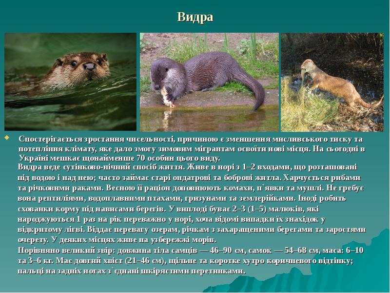 Видра Спостерігається зростання чисельності, причиною є зменшення мисливського тиску та потепління