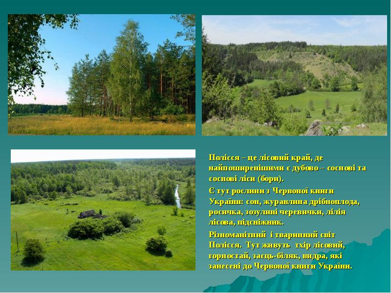 Полісся – це лісовий край, де найпоширенішими є дубово – соснові