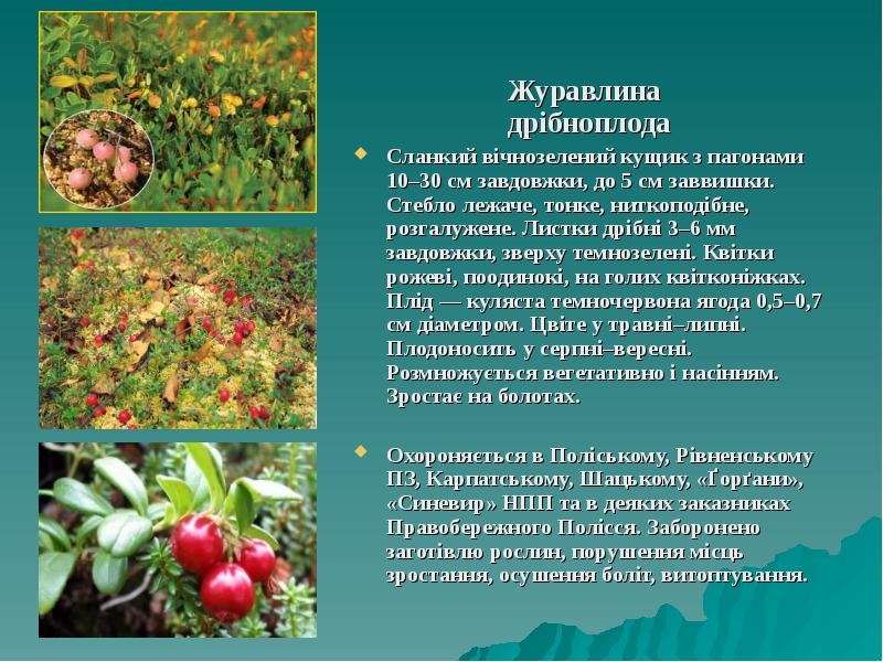 Журавлина дрібноплода   Сланкий вічнозелений кущик з пагонами 10–30 см