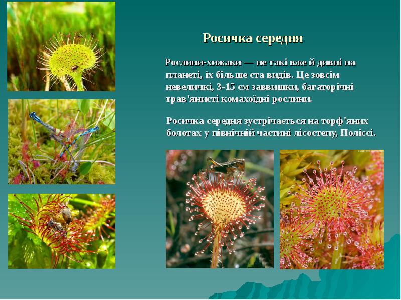 Росичка середня   Рослини-хижаки — не такі вже й дивні