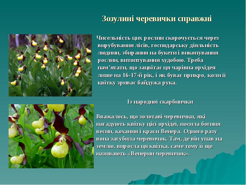 Зозулині черевички справжні    Чисельність цих рослин скорочується через
