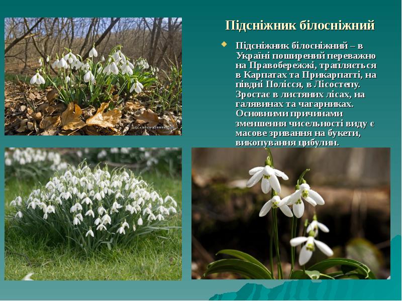 Підсніжник білосніжний Підсніжник білосніжний&nbsp;– в Україні поширений переважно на Правобережжі, трапляється