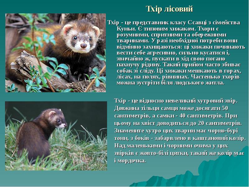 Тхір лісовий Тхір - це представник класу Ссавці з сімейства Куньи.