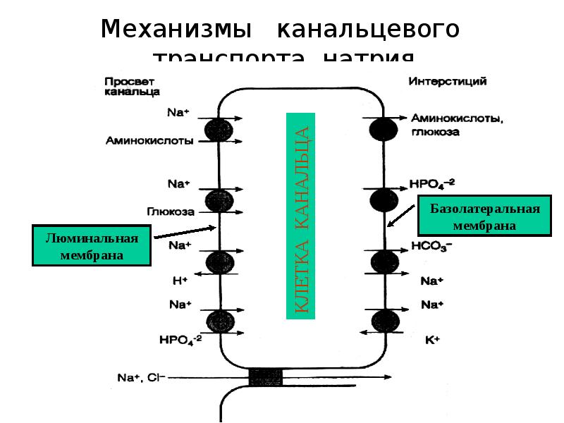 Схема канальцевых процессов