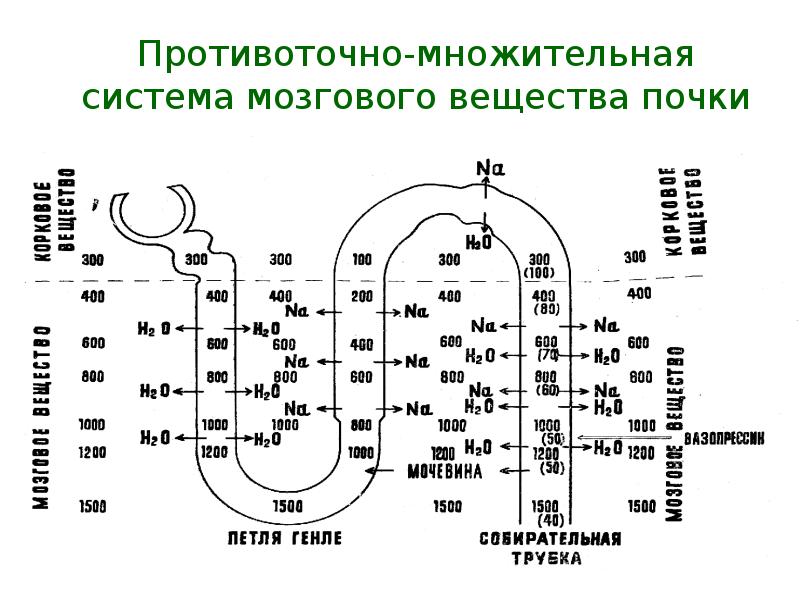 Схема поворотно противоточной множительной системы почек