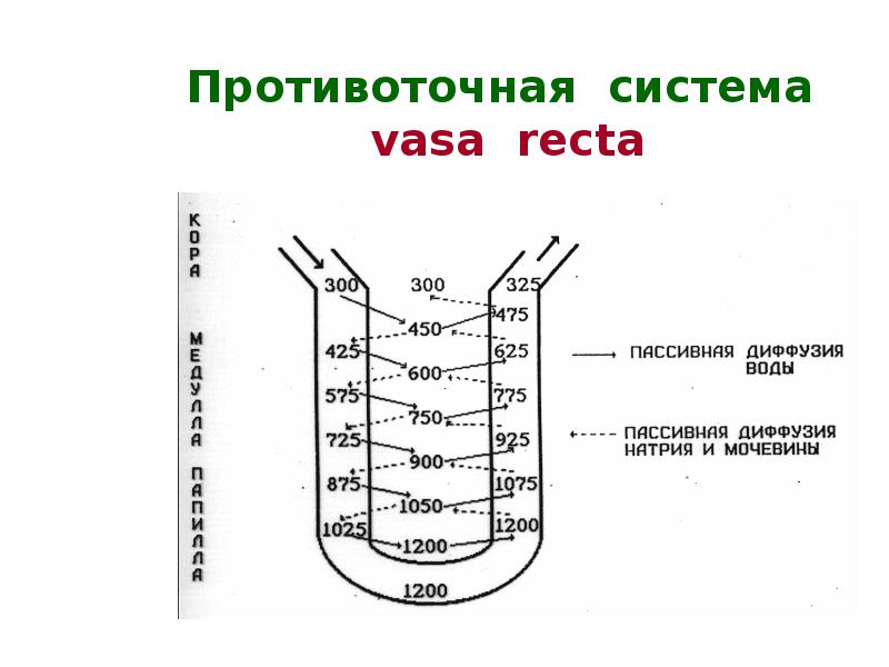 Схема поворотно противоточной множительной системы почек