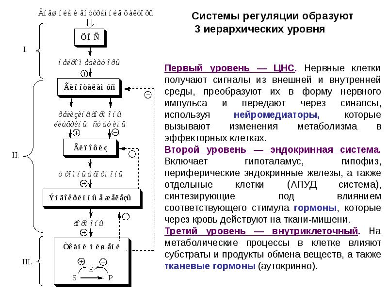 Схема взаимосвязи регуляторных систем организма