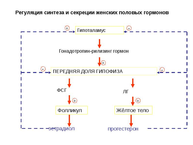 Синтез половых гормонов схема