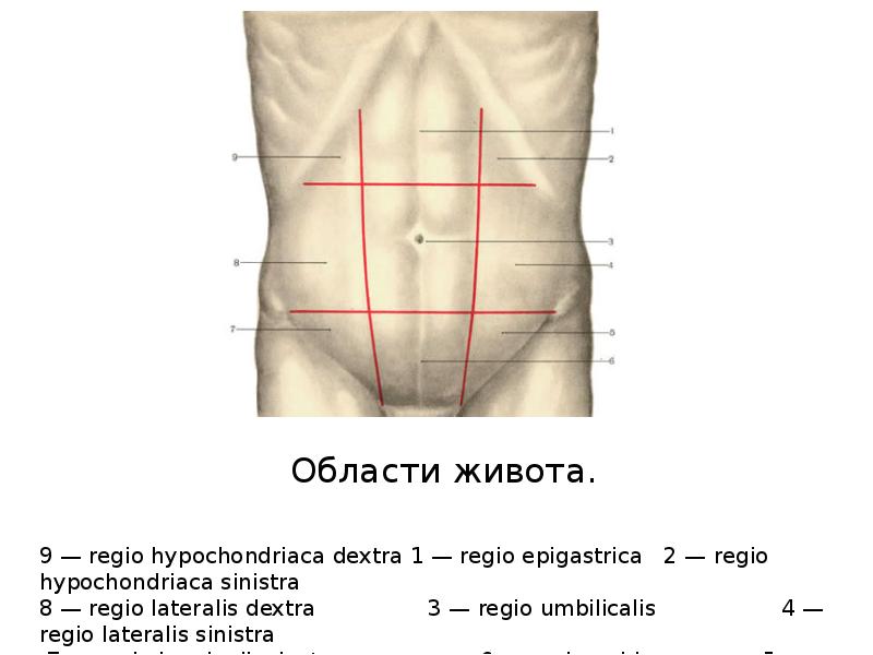 Верхняя граница живота