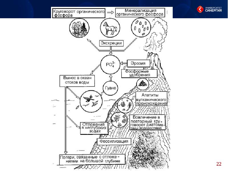 Круговорот фосфора в биосфере рисунок - 92 фото