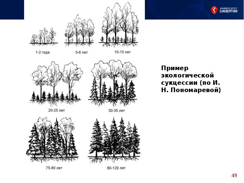 Какой вариант сукцессии представлен на рисунке ответ. Экологическая сукцессия. Сукцессия рисунок. Проект экологические сукцессии. Примеры сукцессии в биологии.