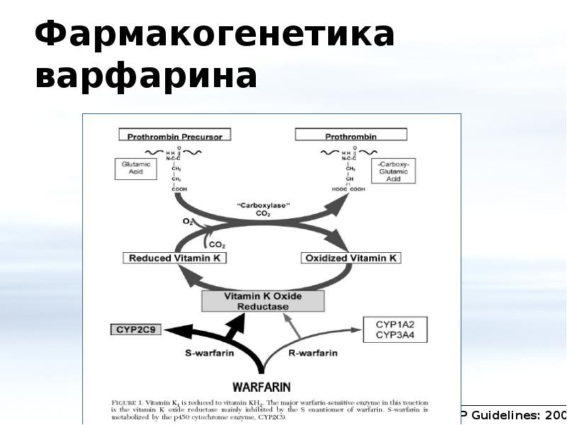 Фармакогенетика и фармакогеномика презентация