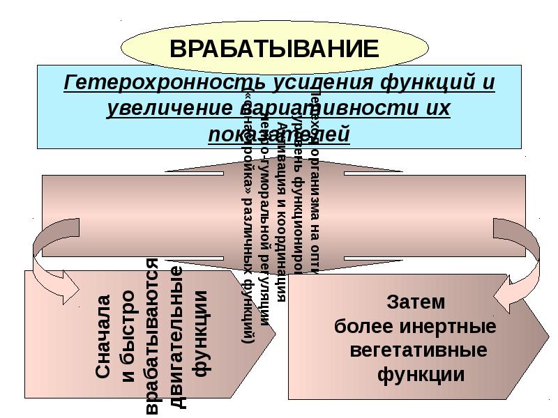 Состояние организма после врабатывания. Физиологическая характеристика врабатывания. феномен врабатывания характерен для. примеры врабатывания.