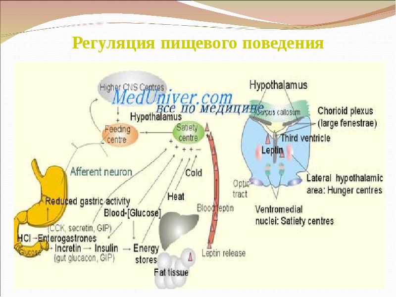 Схема регуляции пищевого поведения физиология