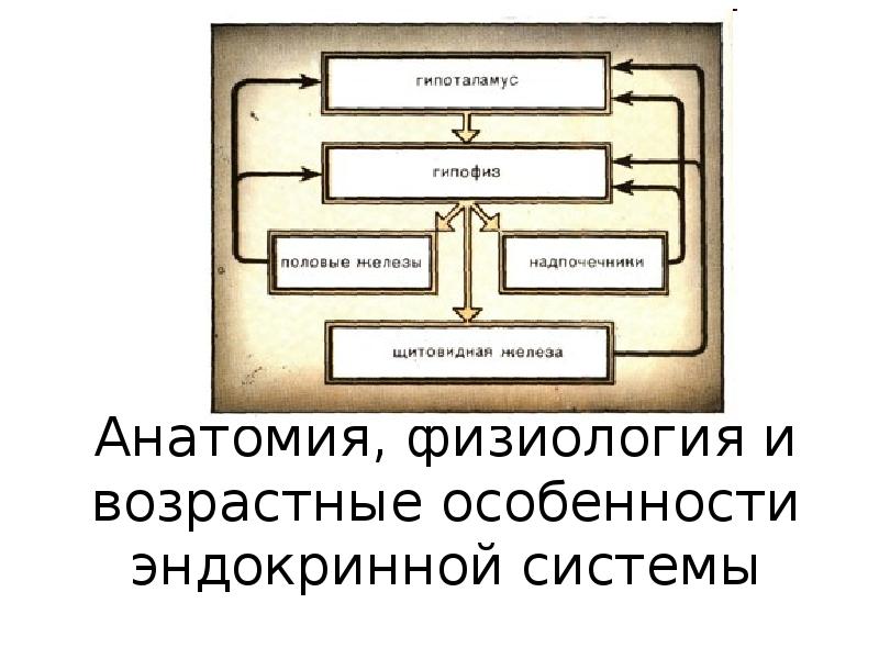 Анатомическая физиологические особенности. Анатомия и физиология эндокринной системы. Возрастные особенности эндокринной системы. Презентация возрастная анатомия. Каковы возрастные особенности эндокринной системы?.