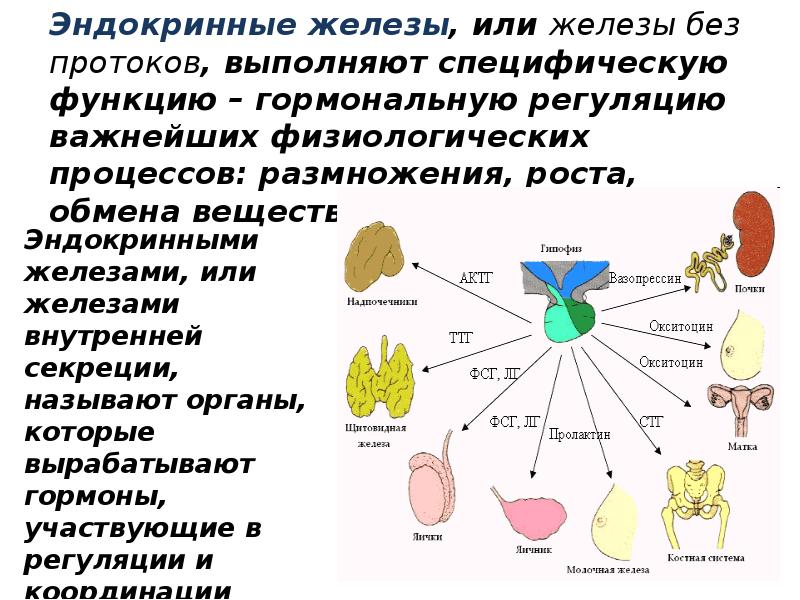 Железы гормоны функции. Физиологическая роль желез внутренней секреции животных. Строение и функции эндокринной системы животных. Физиология эндокринной системы. Общее строение эндокринных желез.