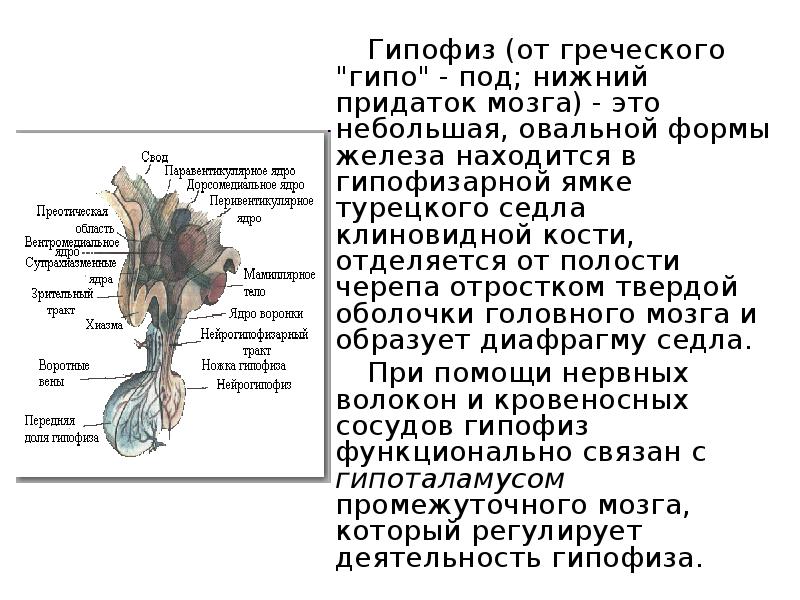 Турецкое седло в головном мозге где находится картинка